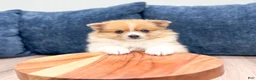 Pomeranian dogs for sale: Dolly - Ad 2