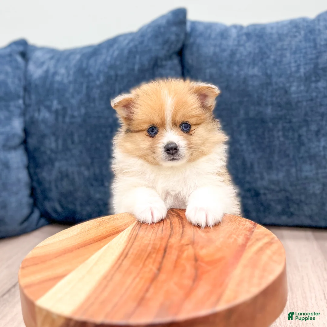 Pomeranian dogs for sale: Dolly - Ad 2