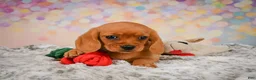 Beaglier dogs for sale: Brianna - Ad 6