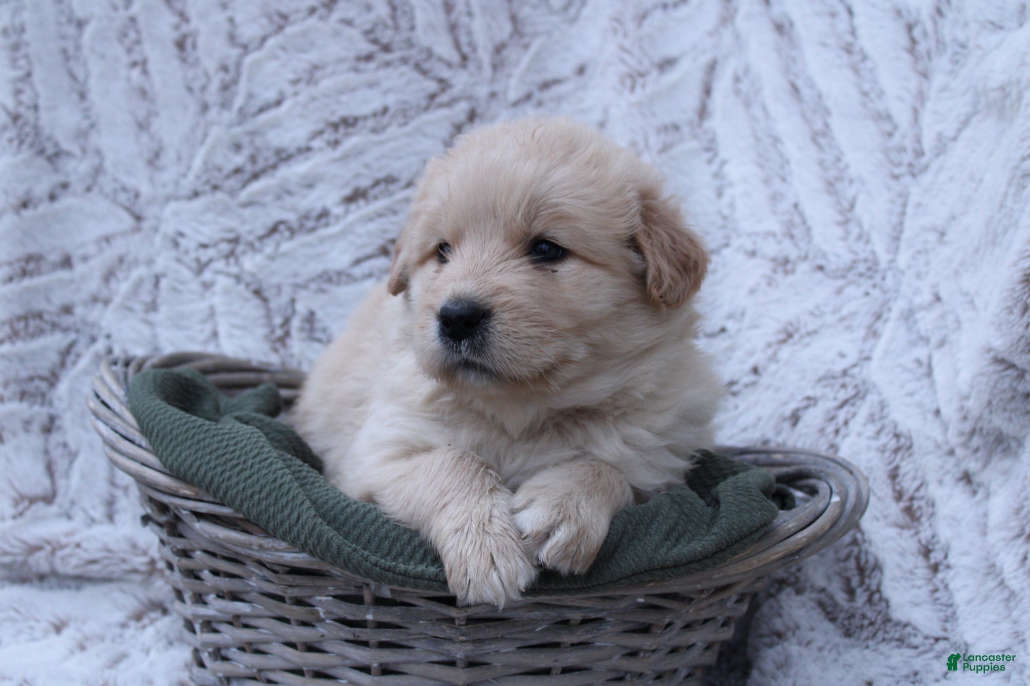 Mixed Breed dogs Mixed Breed Puppy 1 - Ad 2