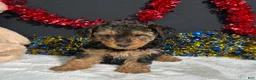 Yorkiepoo dogs for sale: Bandit - Ad 4