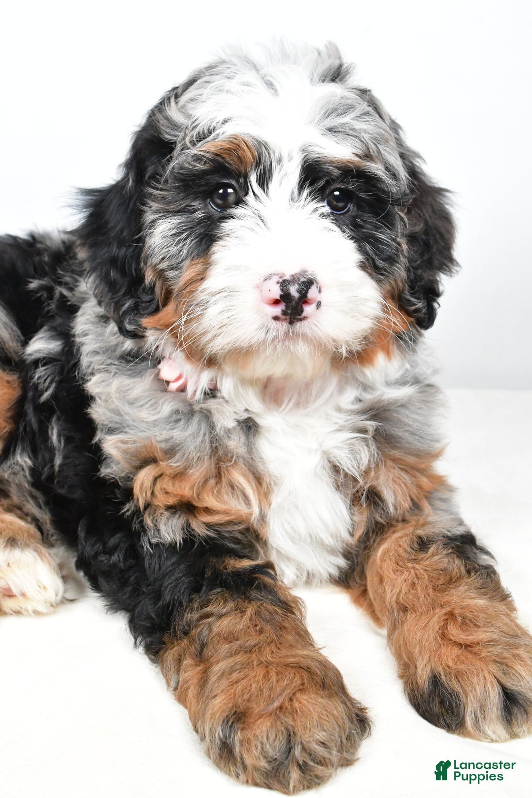 Mini Bernedoodle dogs for sale: Charlotte - Ad 5