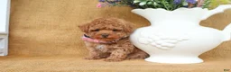 Toy Poodle dogs for sale: Parker - Ad 4