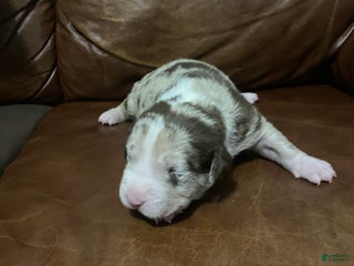 American Pit Bull Terrier dogs - Ad 33