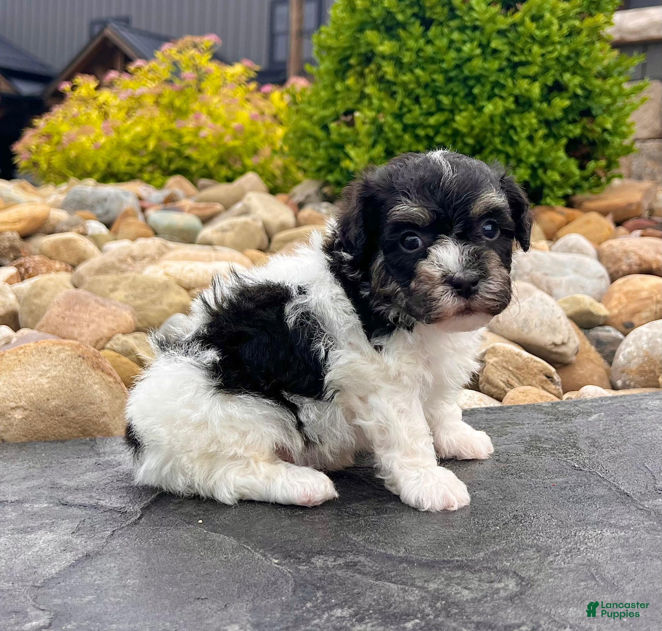 Havanese dogs Dillon - Ad 1