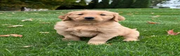 Golden Retriever dogs for sale: Monet - Ad 4