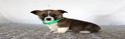 Welsh Corgi Pembroke dogs for sale: Hank - Ad 3
