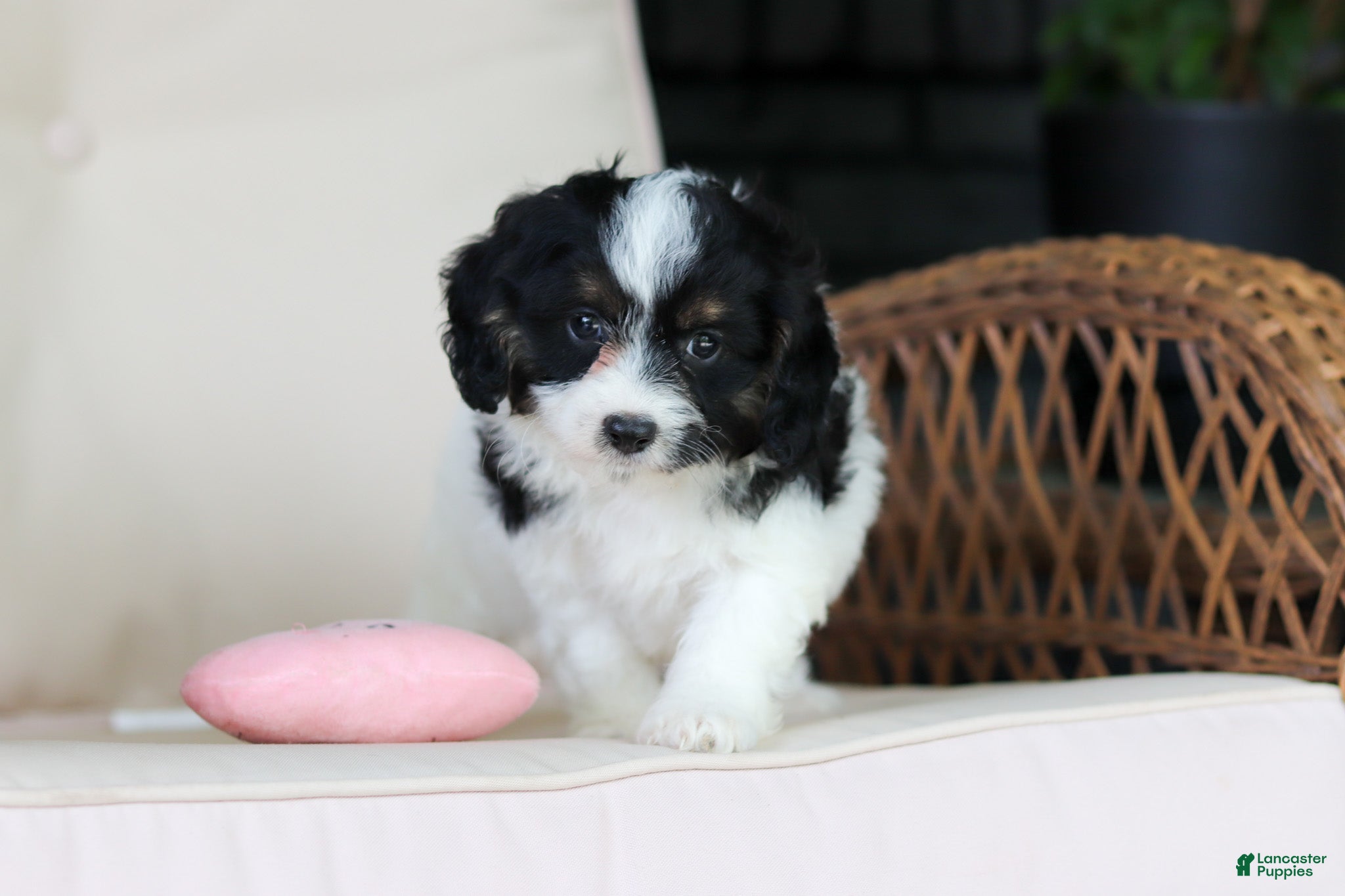 Cavapoo dogs Hunter - Ad 1