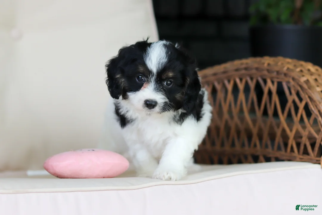 Cavapoo dogs for sale: Hunter - Ad 1
