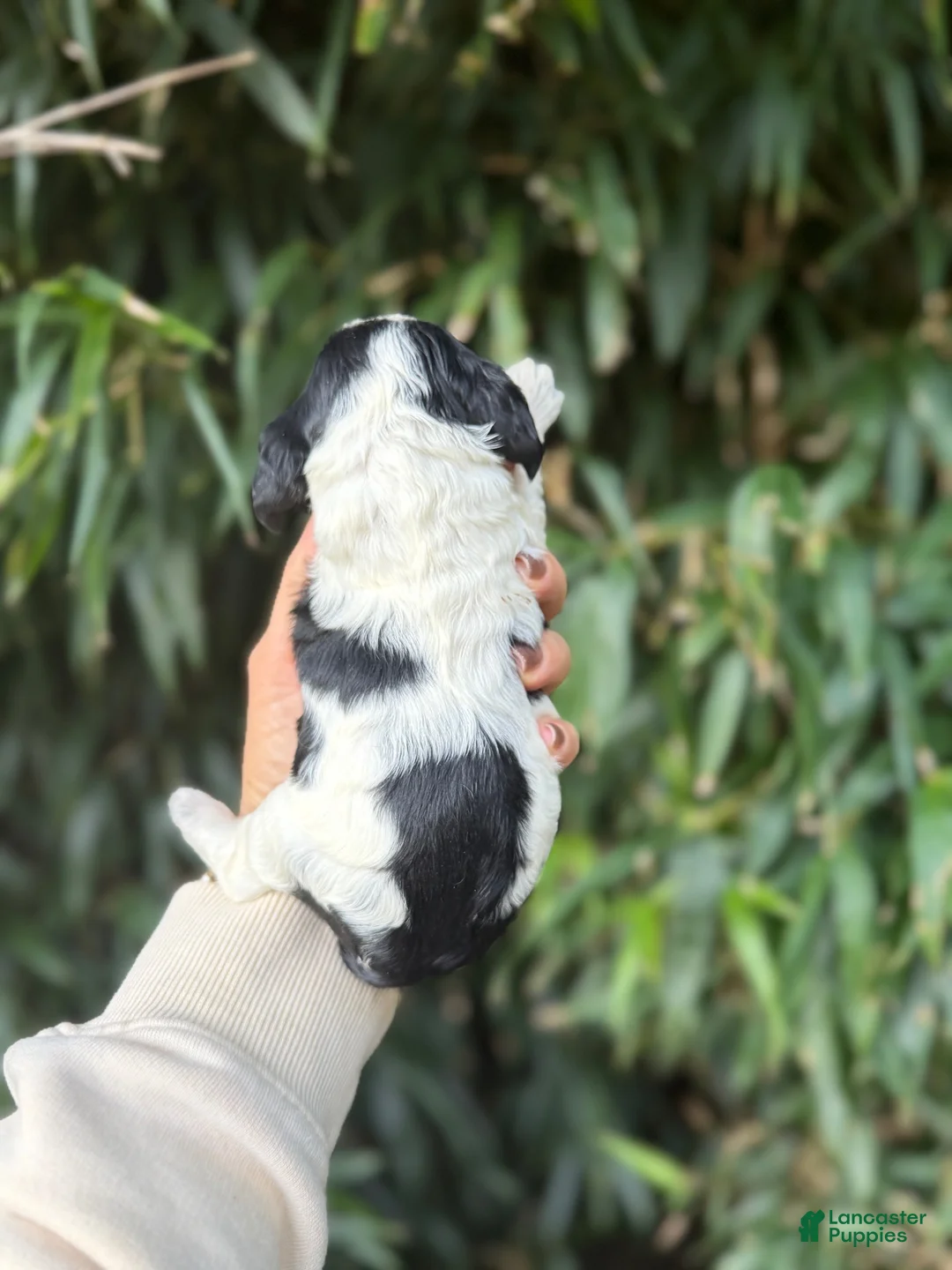 Cocker Spaniel dogs for sale: Cocker Spaniel 4 - Ad 2
