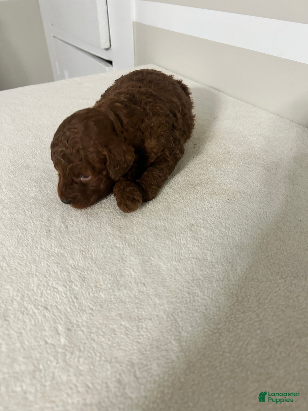 Mini Goldendoodle dogs for sale: Colton - Ad 2