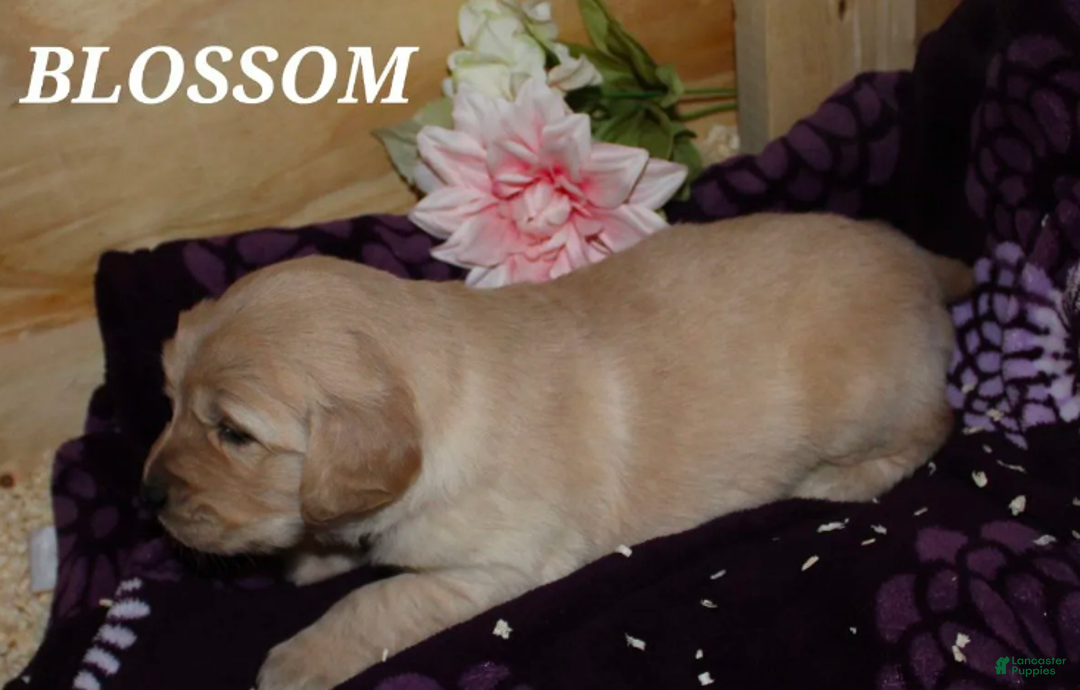 Golden Retriever dogs for sale: Blossom - Ad 1