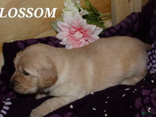 Golden Retriever dogs Blossom - Ad 12