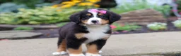 Bernese Mountain Dog dogs for sale: Charlotte - Ad 8