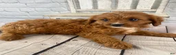 Cavapoo dogs for sale: Daisy - Ad 8