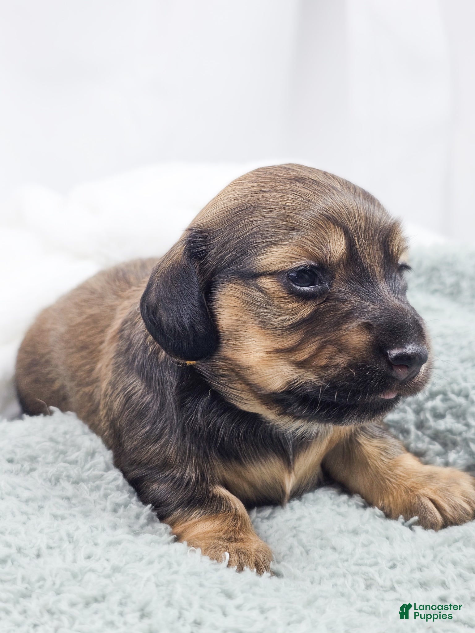 Miniature Dachshund dogs Sunflower - Ad 8