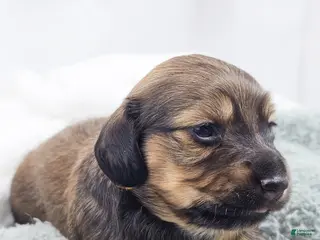 Miniature Dachshund dogs Sunflower - Ad 8