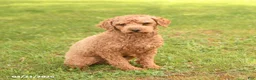 Miniature Poodle dogs for sale: Mason - Ad 2