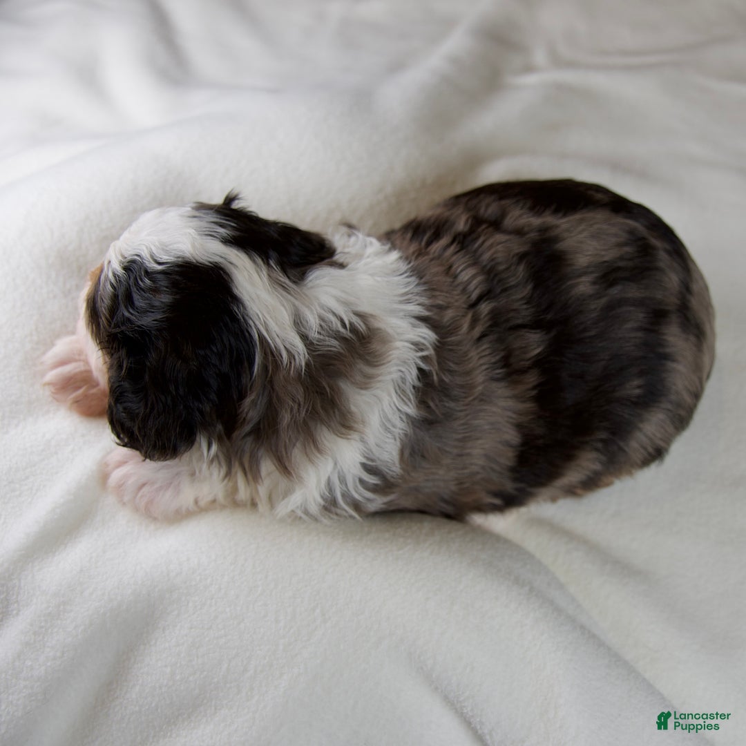 Mini Bernedoodle dogs for sale: Jolly Boy - Ad 4