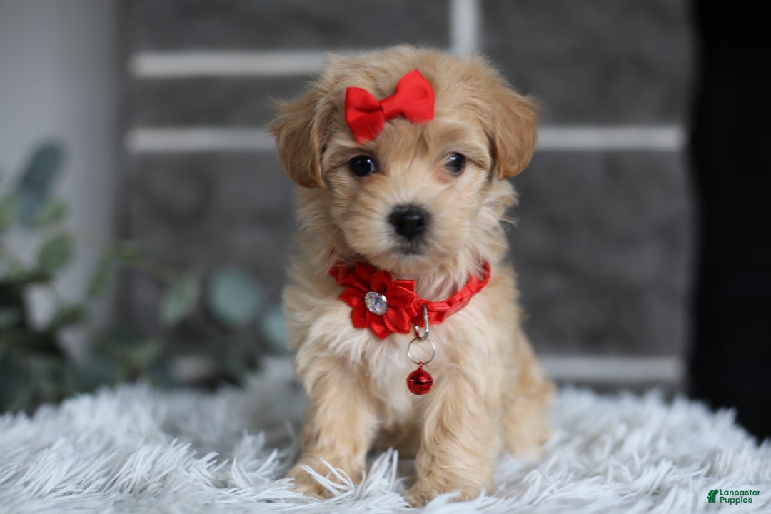 Maltipoo dogs for sale: Robin - Ad 14