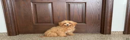 Maltipoo dogs for sale: Sissy - Ad 2