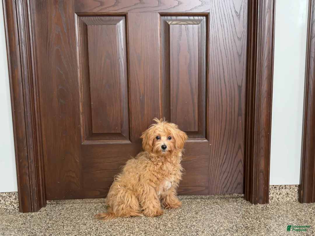 Maltipoo dogs for sale: Sissy - Ad 2