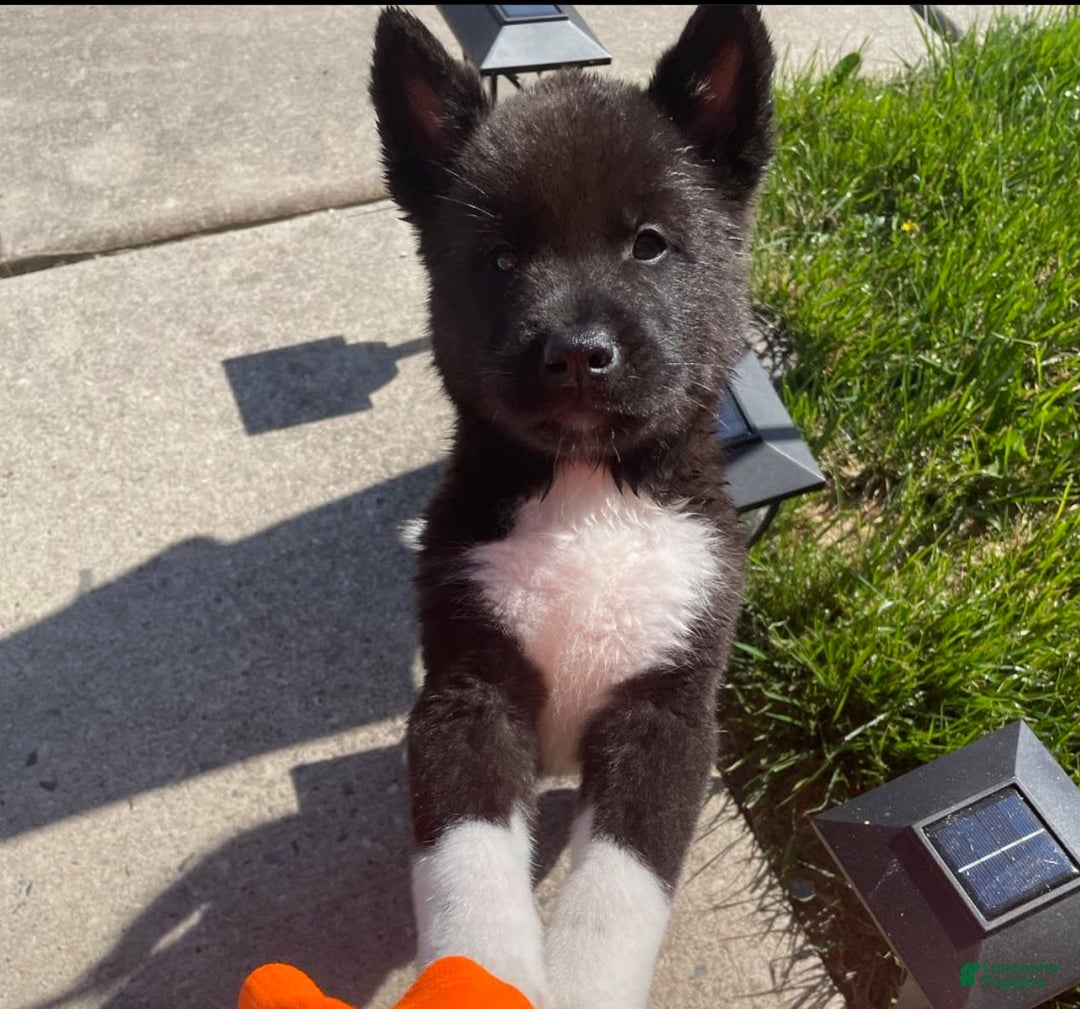 Gallery Image {{count}}