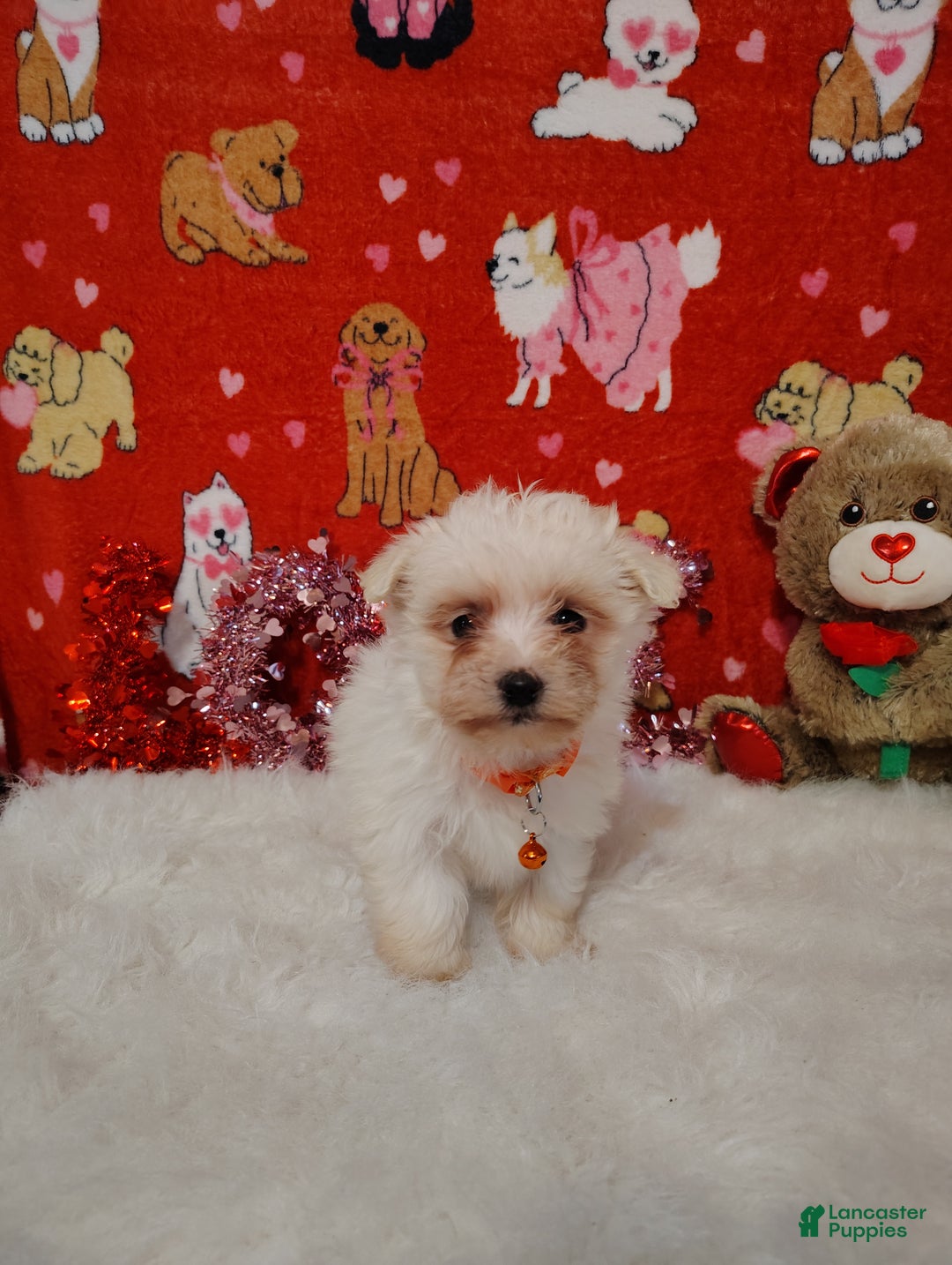 Maltese dogs for sale: Peg - Peg - Ad 4