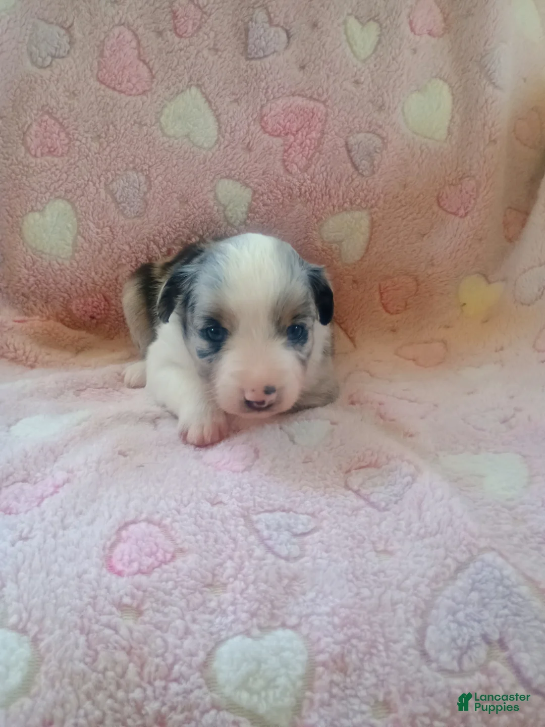 Toy Australian Shepherd dogs for sale: Toy Australian Shepherd Puppy 4 - Ad 3