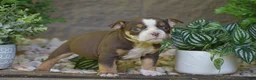 Olde English Bulldogge dogs for sale: Ava - Ad 5