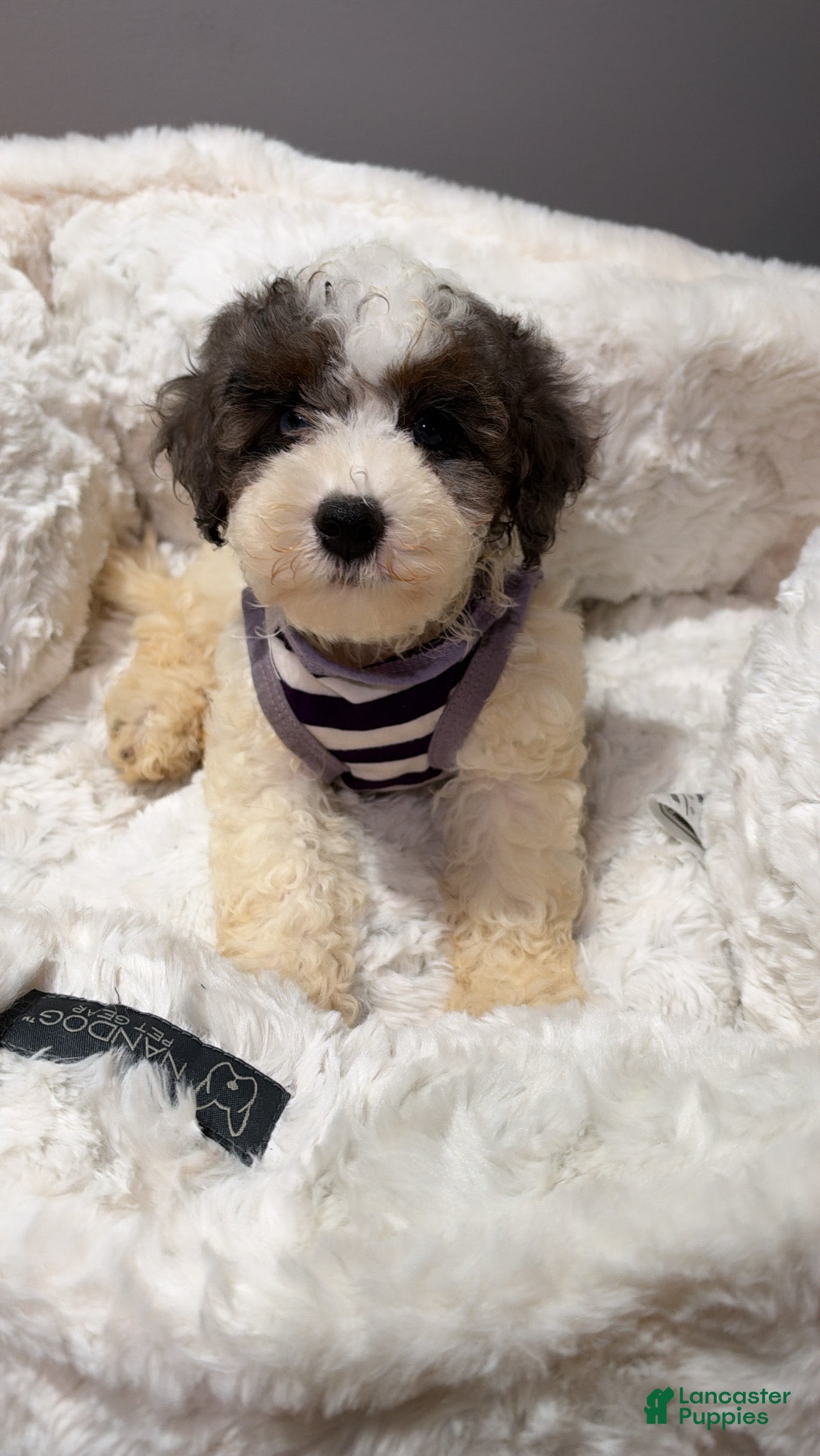Toy Poodle dogs for sale: Bubbles  - Ad 5