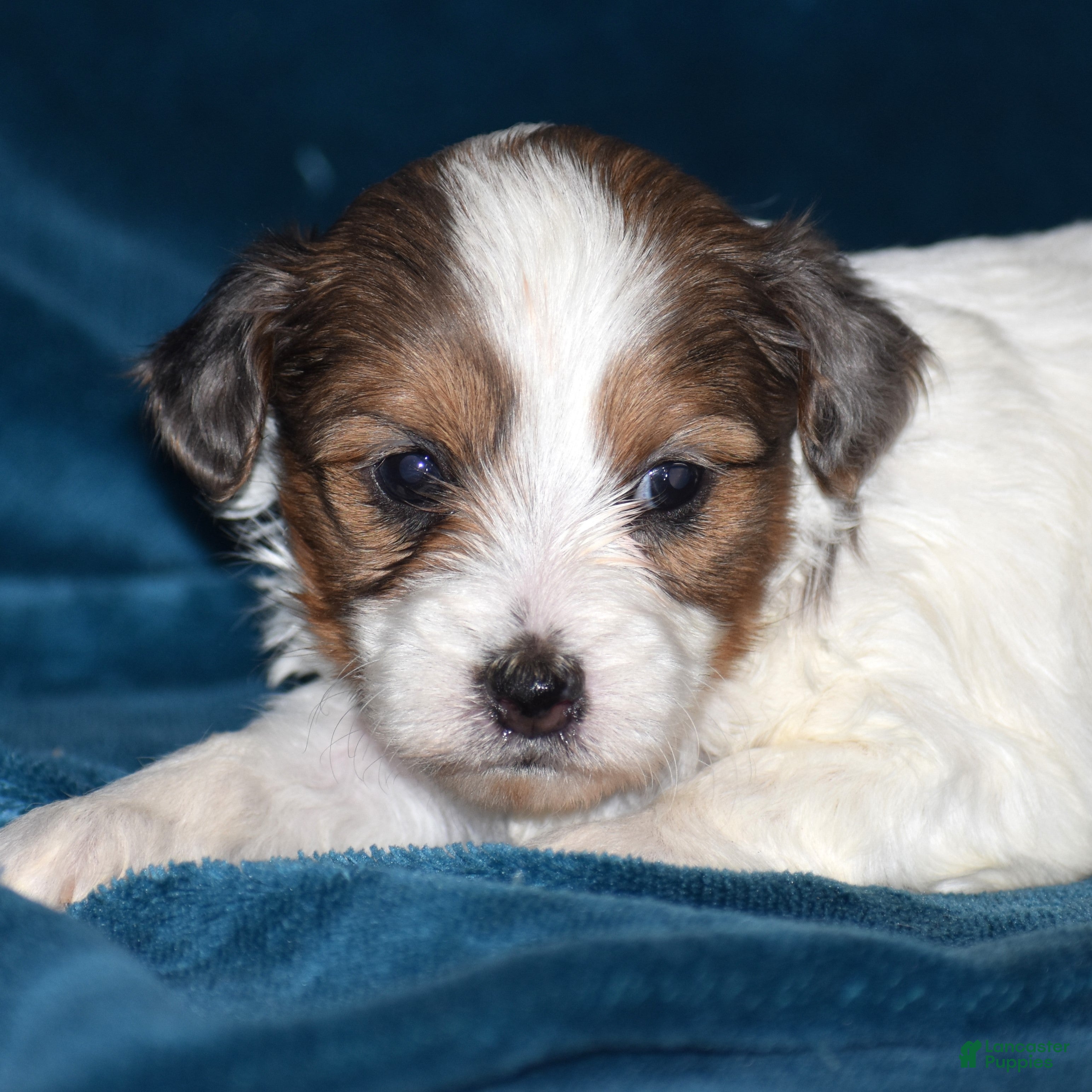Yorkiepoo dogs Violet - Ad 2