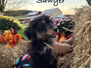 Mini Bernedoodle dogs - Ad 33