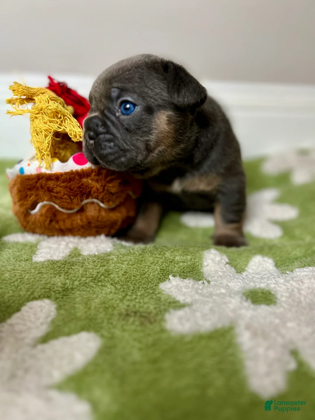 French Bulldog dogs for sale: Sage - Ad 2