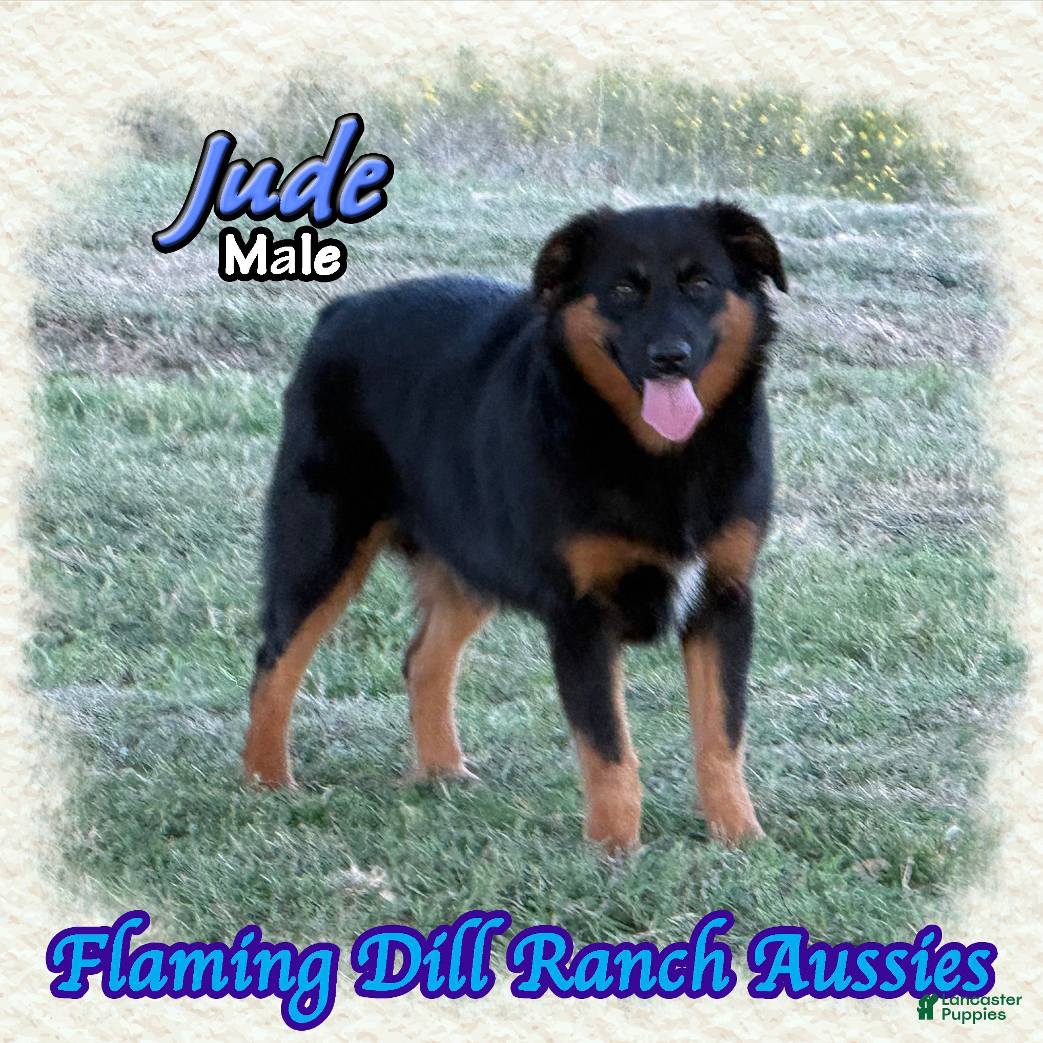 Miniature Australian Shepherd dogs for sale: Jude - Ad 2