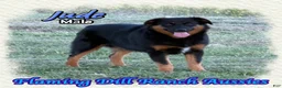 Miniature Australian Shepherd dogs for sale: Jude - Ad 2
