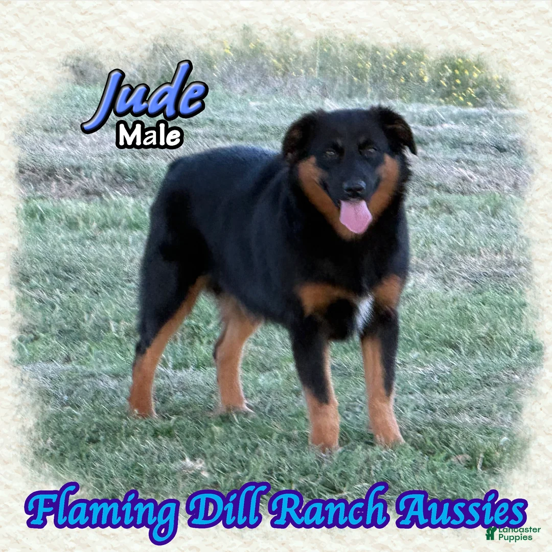 Miniature Australian Shepherd dogs for sale: Jude - Ad 2