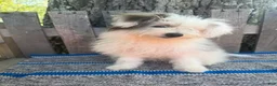 Mixed Breed dogs for sale: Lonnie - Ad 5