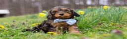 Cavapoo dogs for sale: Brody - Ad 5