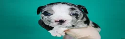 American Bully dogs for sale: Black Merle Female - Ad 1