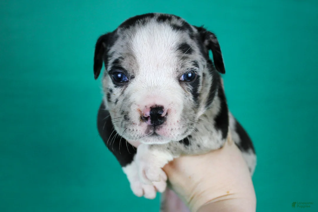 American Bully dogs for sale: Black Merle Female - Ad 1