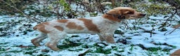 Brittany Spaniel dogs for sale: Dash - Ad 4