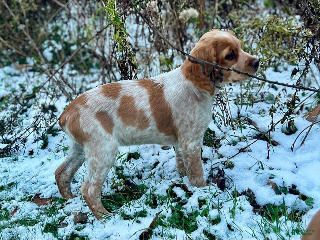 Brittany Spaniel dogs for sale: Dash - Ad 4