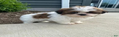 Tammy