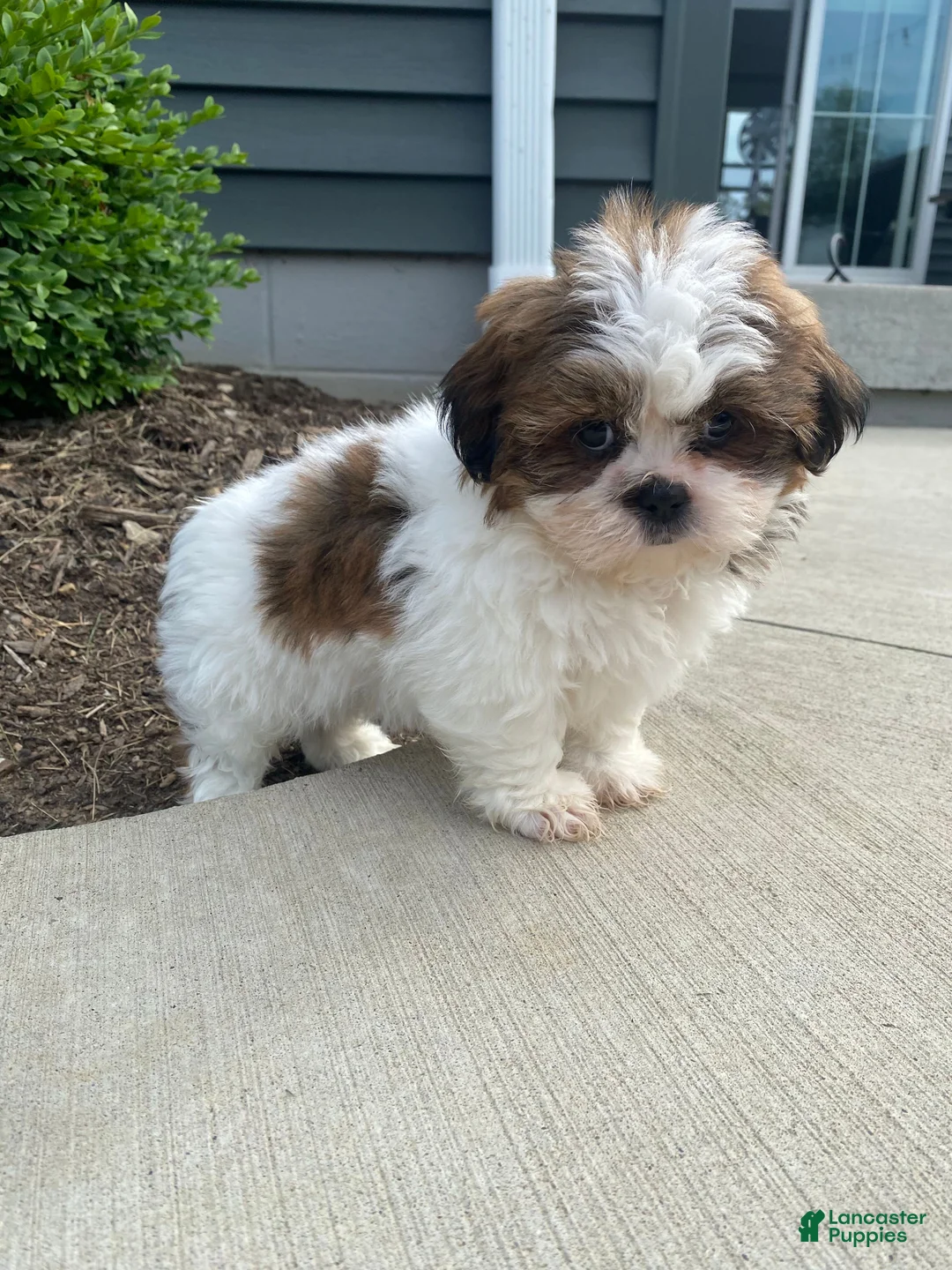 Shih Tzu dogs for sale: Tammy - Ad 1