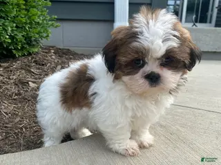 Shih Tzu dogs for sale: Tammy - Ad 3