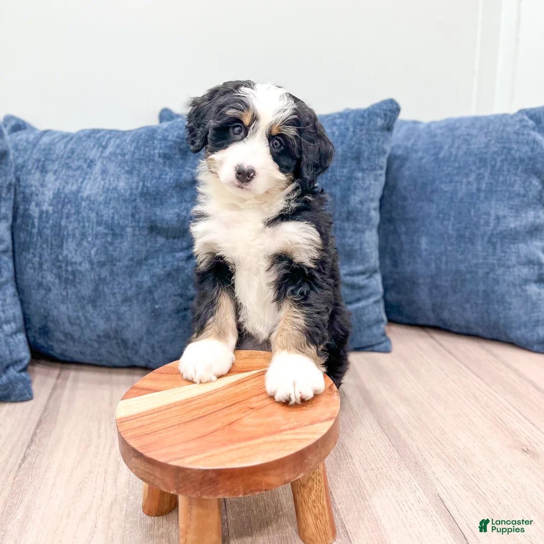 Mini Bernedoodle dogs for sale: Honey - Ad 8