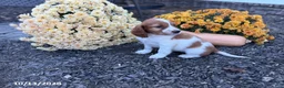 Welsh Springer Spaniel dogs for sale: Lollipop - Ad 3