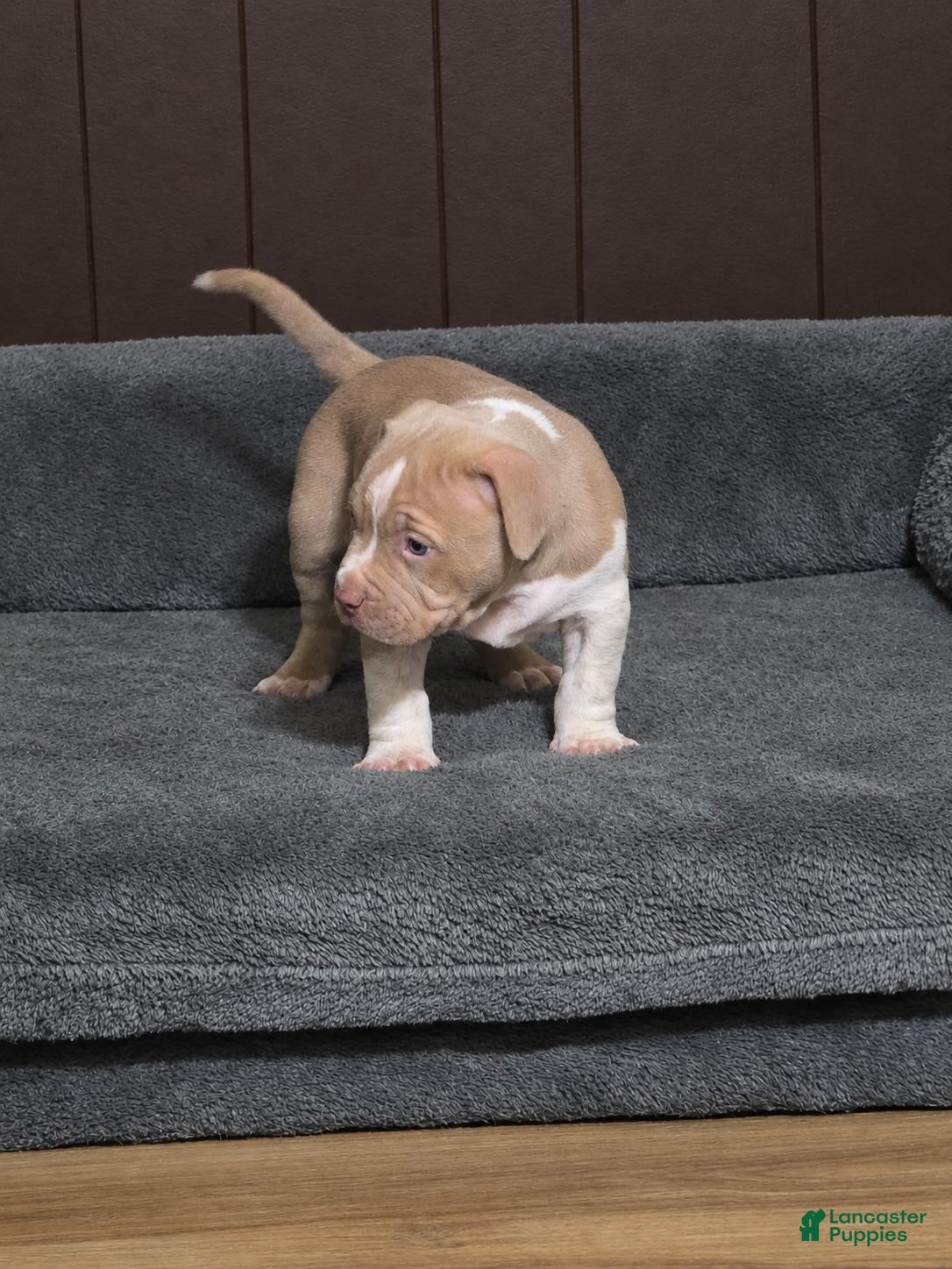 American Bully dogs Lilac brindle XL American Bully  - Ad 1