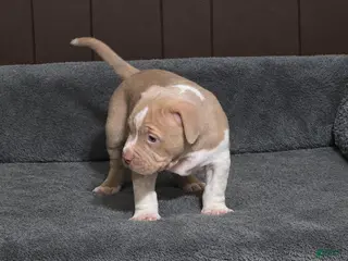American Bully dogs Lilac brindle XL American Bully - Ad 1